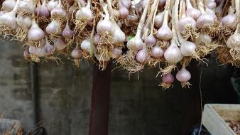 lot of garlic for health