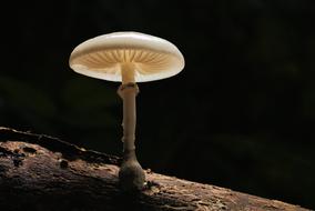 Mushroom Nature