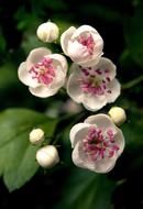 Blossom Bloom Bush Small