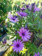 Flower Plant Nature