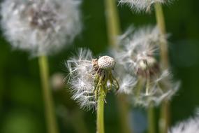 Dandelion Nature Fluffy