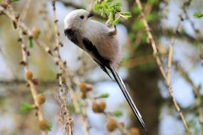 a bird with a long tail