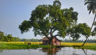 Tree Shade Riverside House