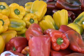 fresh pepper harvest