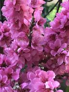 Flowers Magenta Pink