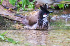 brown water Bird