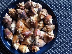 Conch Shells Seashells