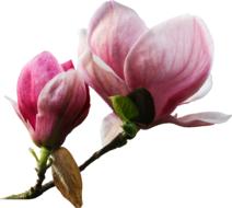 fragrant magnolia pink