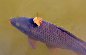 Carp Fish Water Surface