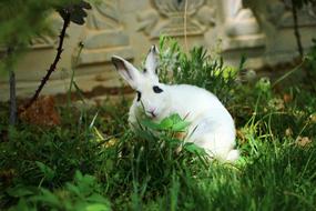 Rabbit Grass Nature