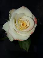 Flower Rose Petal