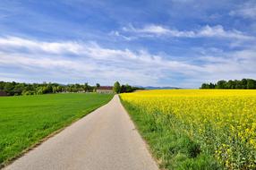Nature Landscape Blooming Rape