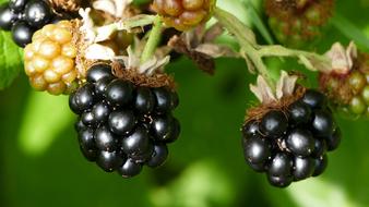 Nature Garden Fruits