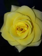Flower Petal Rose