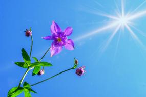 Columbine Columbines Aquilegia