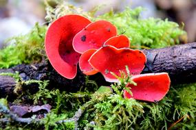 german red plants