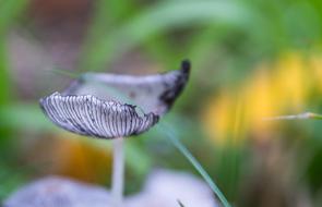 Nature Outdoors Summer Krupnyj