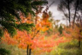 autumn forest blurred