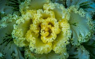 Nature Plant