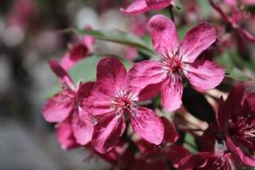 Flower Plant Nature