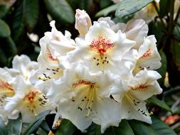 Rhododendron Flower Plant
