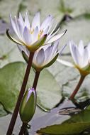 Lily Waterlily White