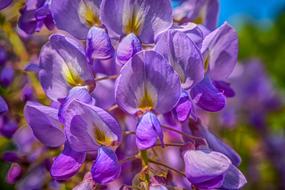 Blue Rain Wisteria Flower