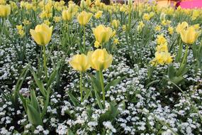 Flower Plant Nature