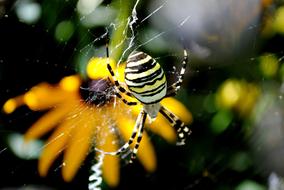 Insect Nature Animal World