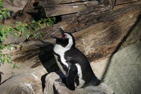 Penguin Zoo Animal World