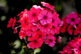 Flower Plant Garden