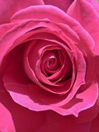 Rosa Petal Background