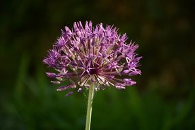 Garlic Purple Flower
