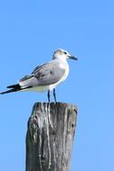 Birds Nature Wild Life