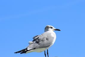 Birds Nature Wild Life