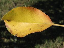 Fall Nature Leaf
