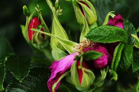 a bush of fragrant flowers