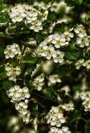 Blossom Bloom Schlehe Blackthorn