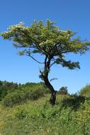 the tree is a beautiful plant