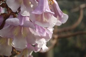 Flower Nature Plant