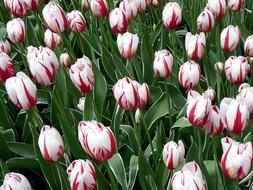 Tulip White Red