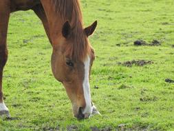 Lawn Mammals Pasture Land