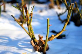 Winter Rose Cold