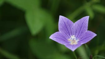 Bellflower Flower