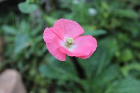 one small flower