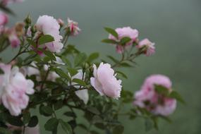 Rose Pinkish Flower