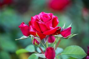 Flowers Rose Plants