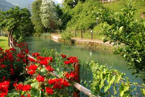 River Rose Nature