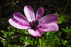Nature Flower Anemone