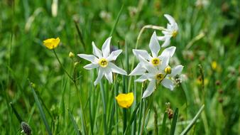 Flower Nature Plant